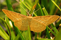Scopula sp. Scopula sp.